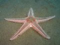 Astropecten aranciacus